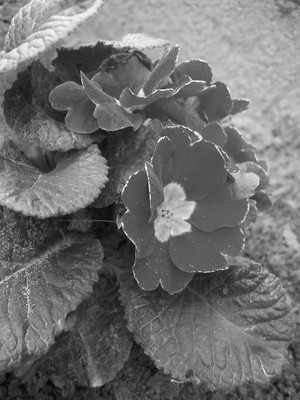 Fot. Ewelina Michałowicz ze Zglińca (kl.1bg Zespół Szkół w Krzywiniu). Na zdjęciu kwiaty, które kwitną na zimę