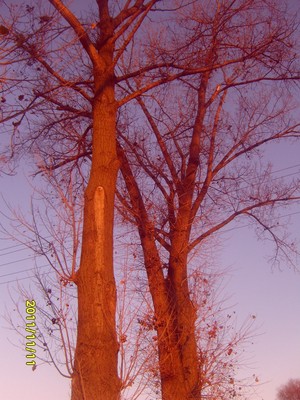 Fot. Maja Marcinkowska ze Świńca (klasa 1bg Zespół Szkół w Krzywiniu). Topole w złocistoczerwonej barwie jesieni, rosnące w Świńcu przy drodze prowadzącej w kierunku Kościana.