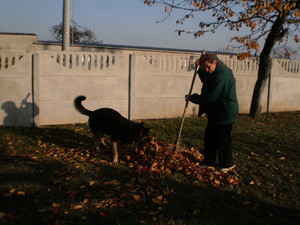Zofia Frąckowiak zgrabia resztę liści w swoim ogrodzie w Łagowie razem z psem o imieniu Dingo, który przy tym świetnie się bawi. Zdjęcie zrobił Henryk Frąckowiak.