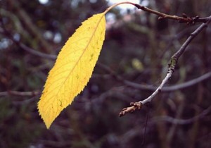 Fot. Angelika Deszcz. Sad, a raczej jego część ;)