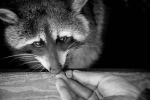 Stacja Badawcza. Jest miejscem hodowli i obserwacji zwierząt choć pełni też rolę schroniska. Często zwierzęta, które tam trafią nie mogą być wypuszczone na wolność, bywa też, że wypuszczone wracają do stacji. Opiekunowie są oswojeni ze wszystkimi swoimi podopiecznymi, łącznie z dzikami, sarnami, szopem praczem i trykającym muflonem.