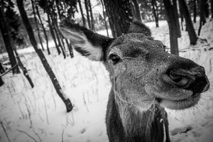 Stacja Badawcza PZŁ