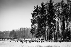 Stacja Badawcza PZŁ