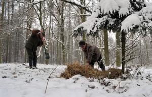 Pracownicy czempińskiej Stacji Badawczej Polskiego Związku Łowieckiego dokarmiają leśne zwierzęta