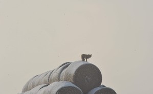 Myszkuący lis - okolice Racotu