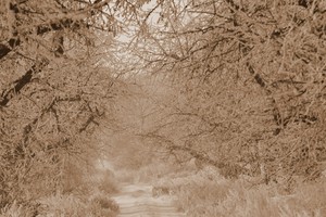 Okolice zalewu nad Jeziorem Wonieść