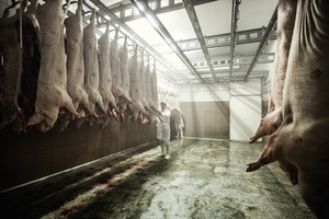 Ubojnia w Poninie.  Pan Hieronim Ratajczak jest pracownikiem produkcji z dużym doświadczeniem, chociaż w firmie pana Prałata pracuje dopiero od dwóch miesięcy.