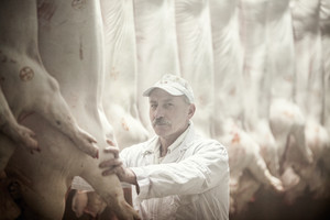 Ubojnia w Poninie.  Pan Hieronim Ratajczak jest pracownikiem produkcji z dużym doświadczeniem, chociaż w firmie pana Prałata pracuje dopiero od dwóch miesięcy.