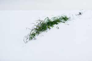 A tymczasem gdzieś w szczerym polu nie bacząc na wichry niespokojne, coś sobie fotosyntetyzuje... Ten malutki skrawek koloru pośród śnieżnej pustyni zdawał się być czymś zupełnie nie z tej ziemi.
