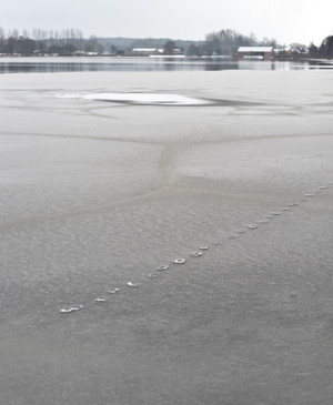 Udało mi się odnaleźć ślady obcej istoty, wiedzionej zapewne krwiożerczym instynktem do kurników w Żelaźnie.
