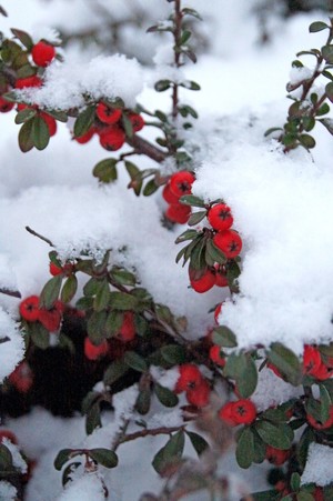 Adam Bossy. W śnieżnym puchu. Przed wejściem głównym do gimnazjum. Zdjęcie wykonano w ramach działalności Koła FOTO-WIDEO z Gimnazjum im. Jana Pawła II w Starych Oborzyskach.