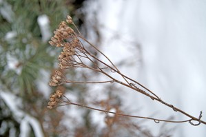 Adam Bossy. Na tle iglaków. Za boiskiem szkolnym. Zdjęcie wykonano w ramach działalności Koła FOTO-WIDEO z Gimnazjum im. Jana Pawła II w Starych Oborzyskach.