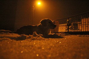 Julia Tycner; na zdjęciu znajduje się mój pies Pepsi w ogrodzie przed domem