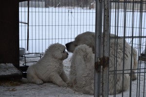 Autor- Michalina Grabowska. Zdjęcie przedstawia pięciotygodniowego owczarka podhalańskiego ze swoją mamą - Tosią. Zdjęcie wykonałam w Kościanie.