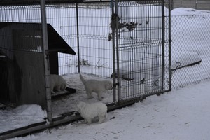 Autor- Michalina Grabowska. Zdjęcie przedstawia trzy pięciotygodniowe owczarki podhalańskie.Zdjęcie wykonałam w Kościanie.