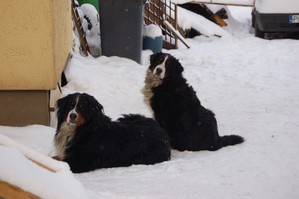Mieszkancy ul. Słonecznej w Kiełczewie -  Dżaki i Max w oczekiwaniu na kromkę chleba. Zdjęcie zrobione przez Szymona Kaźmierczaka o godz. 11:30