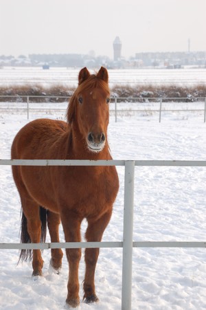 Mieszkaniec ul. Słonecznej w Kiełczewie -  Beryl na tle wieży ciśnień. Zdjęcie zrobione przez Szymona Kaźmierczaka o godz. 11:30