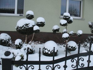 Kasprzak Aleksandra.Ośnieżone bukszpany przed moim domem