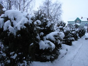 Autor: Mirosława Aleksandra Wojciechowska. W zimowej 