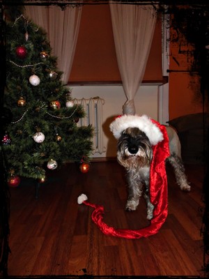 Autor- Klaudia Ciesielska. Zdjęcie przedstawia mojego psa Bessę przebranego za św.Mikołaja, po powrocie z śnieżnego spaceru. Zdjęcie wykonałam w moim domu w Kościanie.