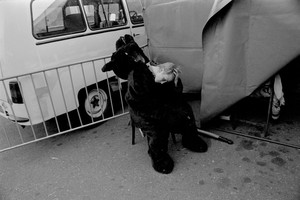 „Niedźwiedź” po występie w czasie Dni Kościana na Rynku.